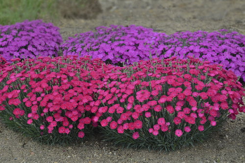 0.65 Gallon Paint The Town Magenta (Dianthus) Live Plant, Purple Flowers